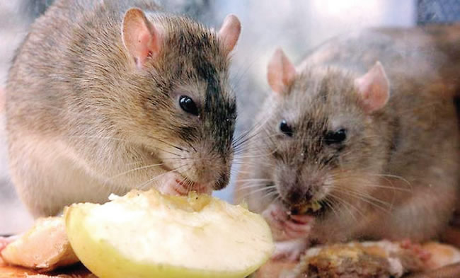 Image d'illustration pour: Kano issues Lassa fever advisory, warns of transmission risk