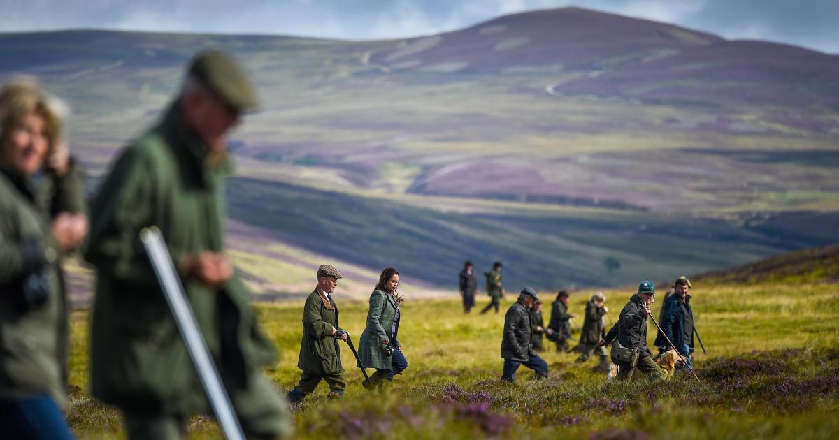 Image d'illustration pour: 'You just have to look at a grouse moor to know something's wrong'