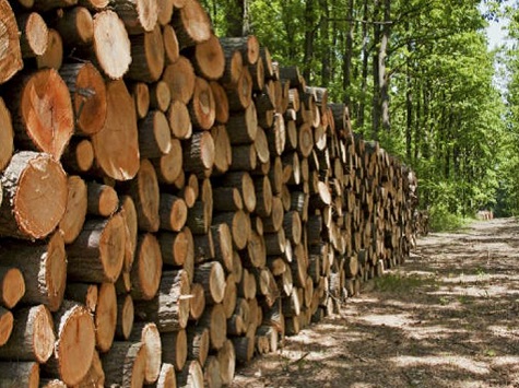 Image d'illustration pour: Biomasse statt Strom: Paraguay sichert Energiewende mit 6,2 Millionen Tonnen Holz - bald auch zur Stromerzeugung - Wochenblatt