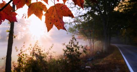 Image d'illustration pour: Leaf-peeping season hampered by drought: Fall foliage dropping sooner, showing less color