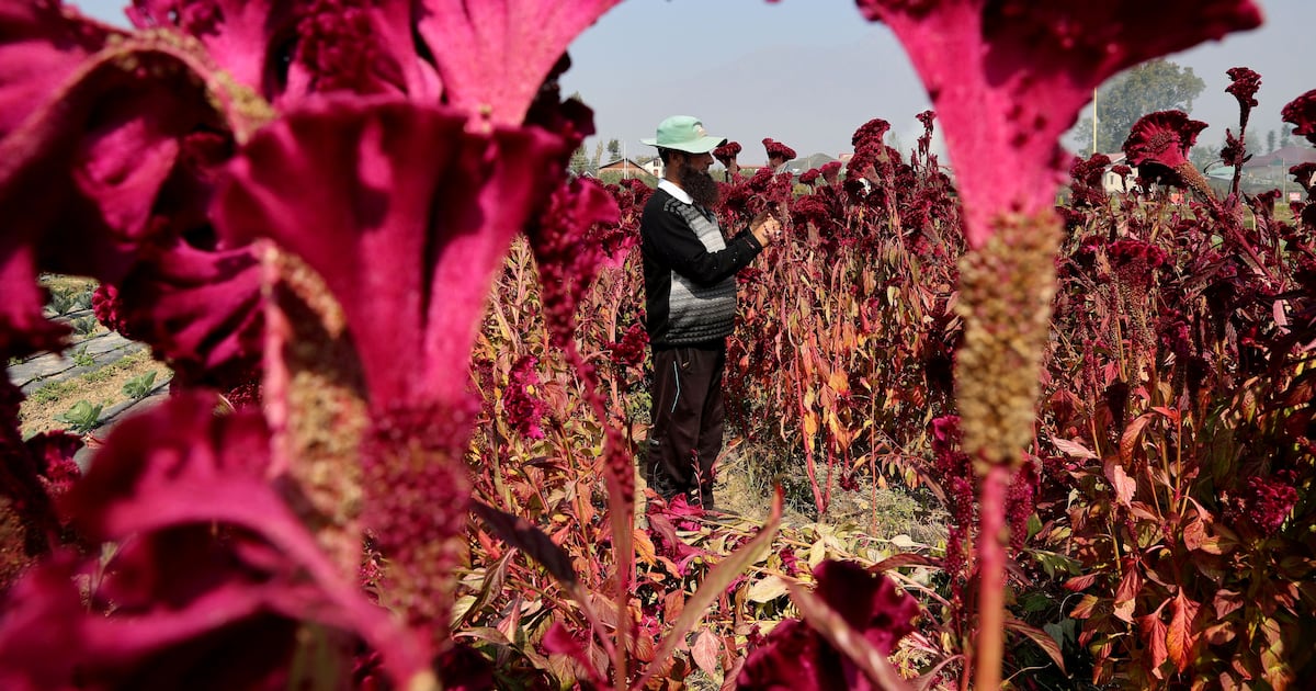 Image d'illustration pour: Best photos of October 14: From cockscomb in Kashmir to cat in Ukrainian church | The National