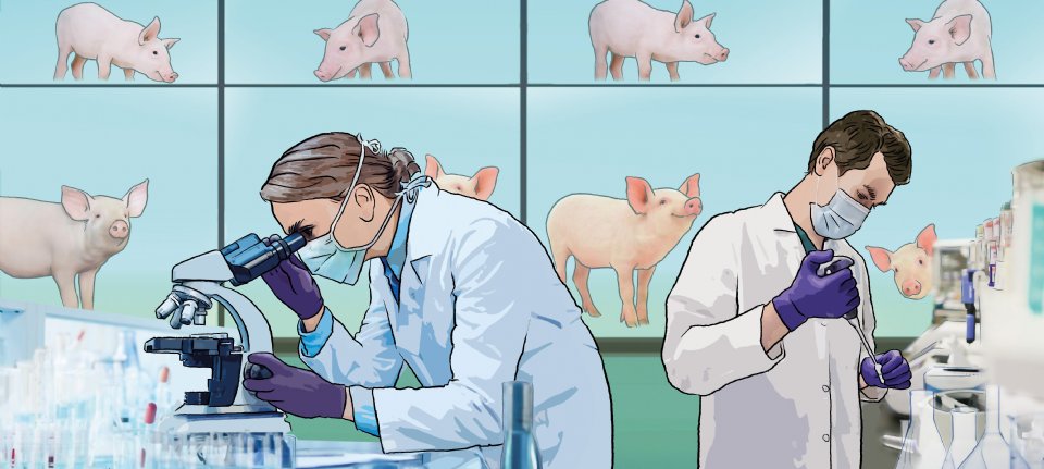 Image d'illustration pour: Eerste succesvolle transplantatie van varkenslever bij mens in China