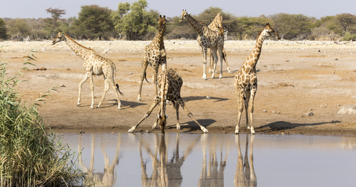 Image d'illustration pour: Namíbia,  a szafarik és homokdűnék országa