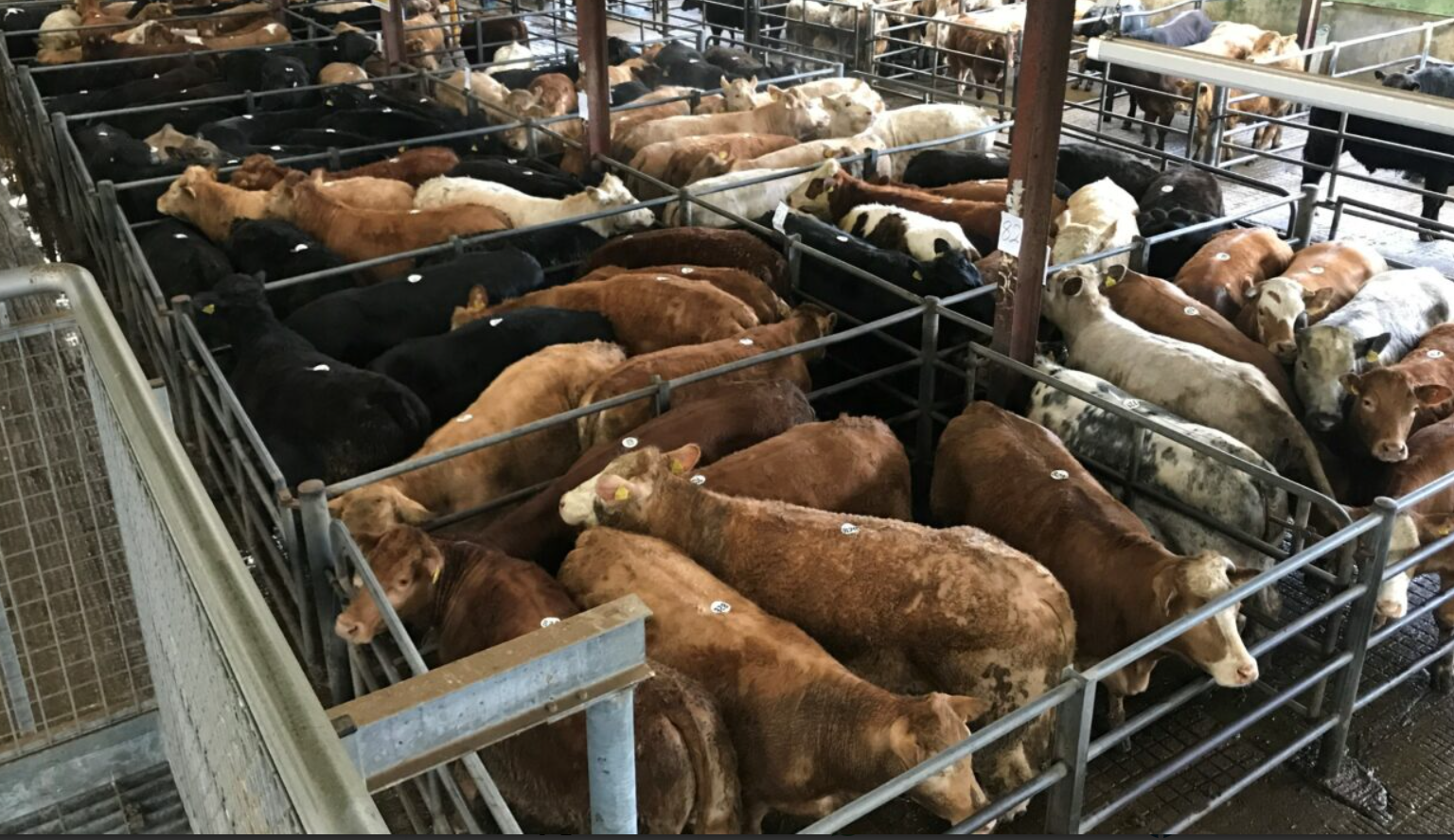 Image d'illustration pour: Cattle trade: Heavy cattle prices lift at Carnew Mart