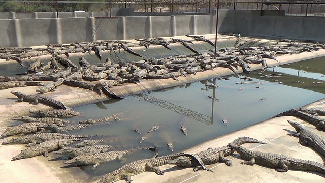 Image d'illustration pour: Zimbabwe's Crocodile Farming Industry Earns $36 Million in Export Revenue