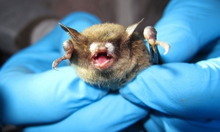 Image d'illustration pour: 'Wuhan West': Seriously? It's 2025, and Colorado bat lab gets new funding from U.S. taxpayers