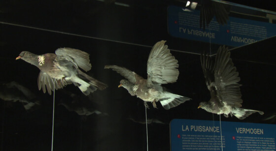 Image d'illustration pour: Oiseaux, insectes, avions: la nouvelle exposition "Flight" révèle les secrets du vol