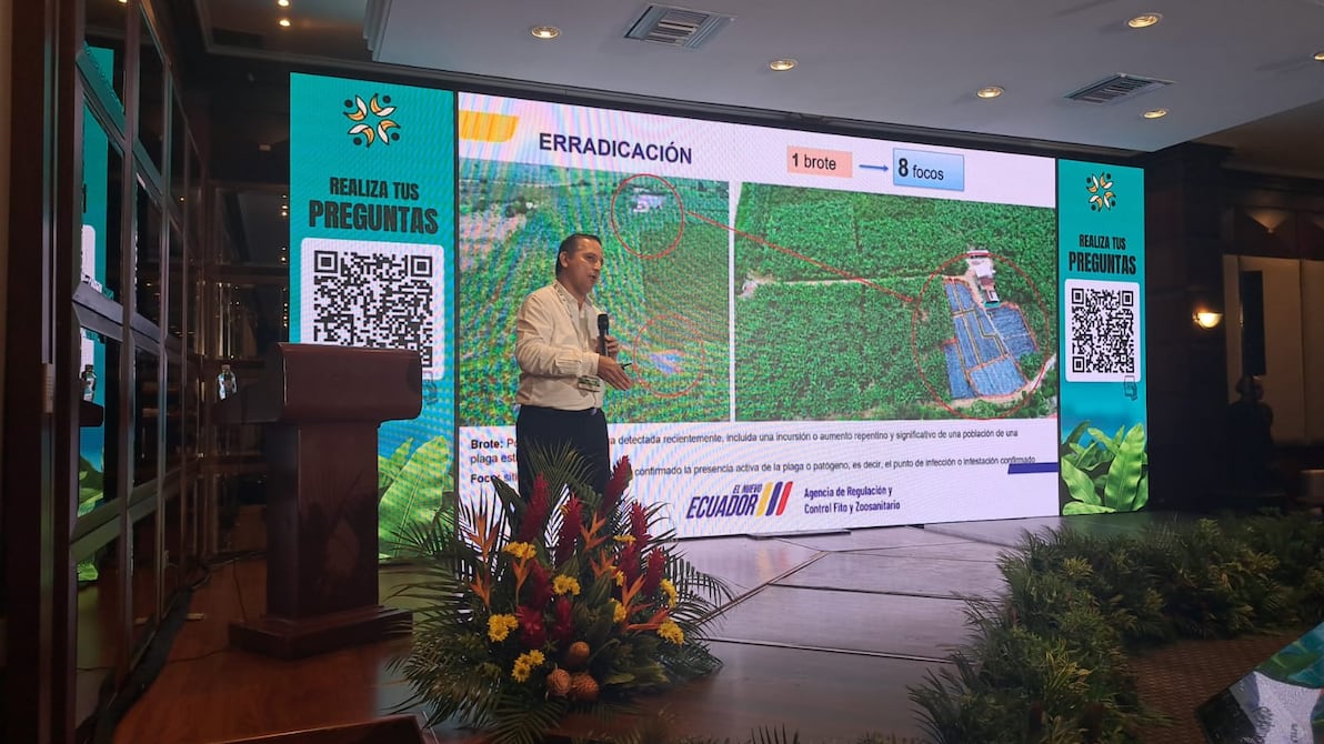 Image d'illustration pour: 1.235 plantas ya fueron erradicadas por sospechas de Fusarium Raza 4 en finca de El Oro