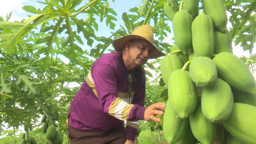 Image d'illustration pour: Fomentan agropecuarios matanceros siembra de frutales