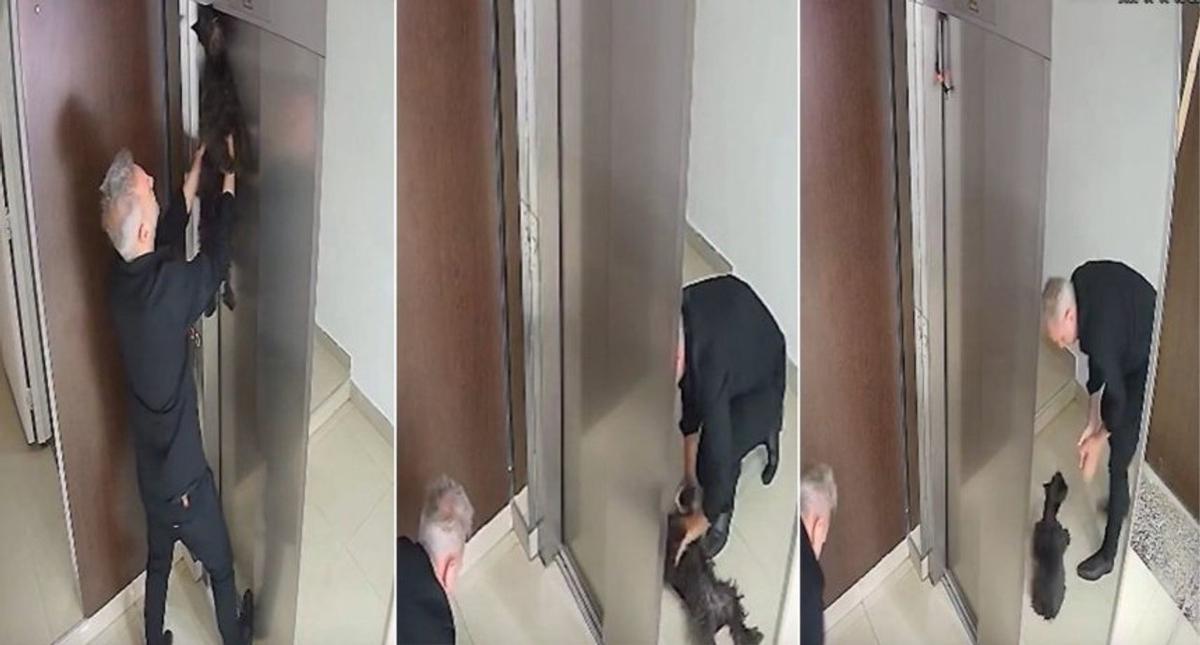 Image d'illustration pour: Un músico salvó a un perro ahorcado en ascensor con RCP en Villa Crespo